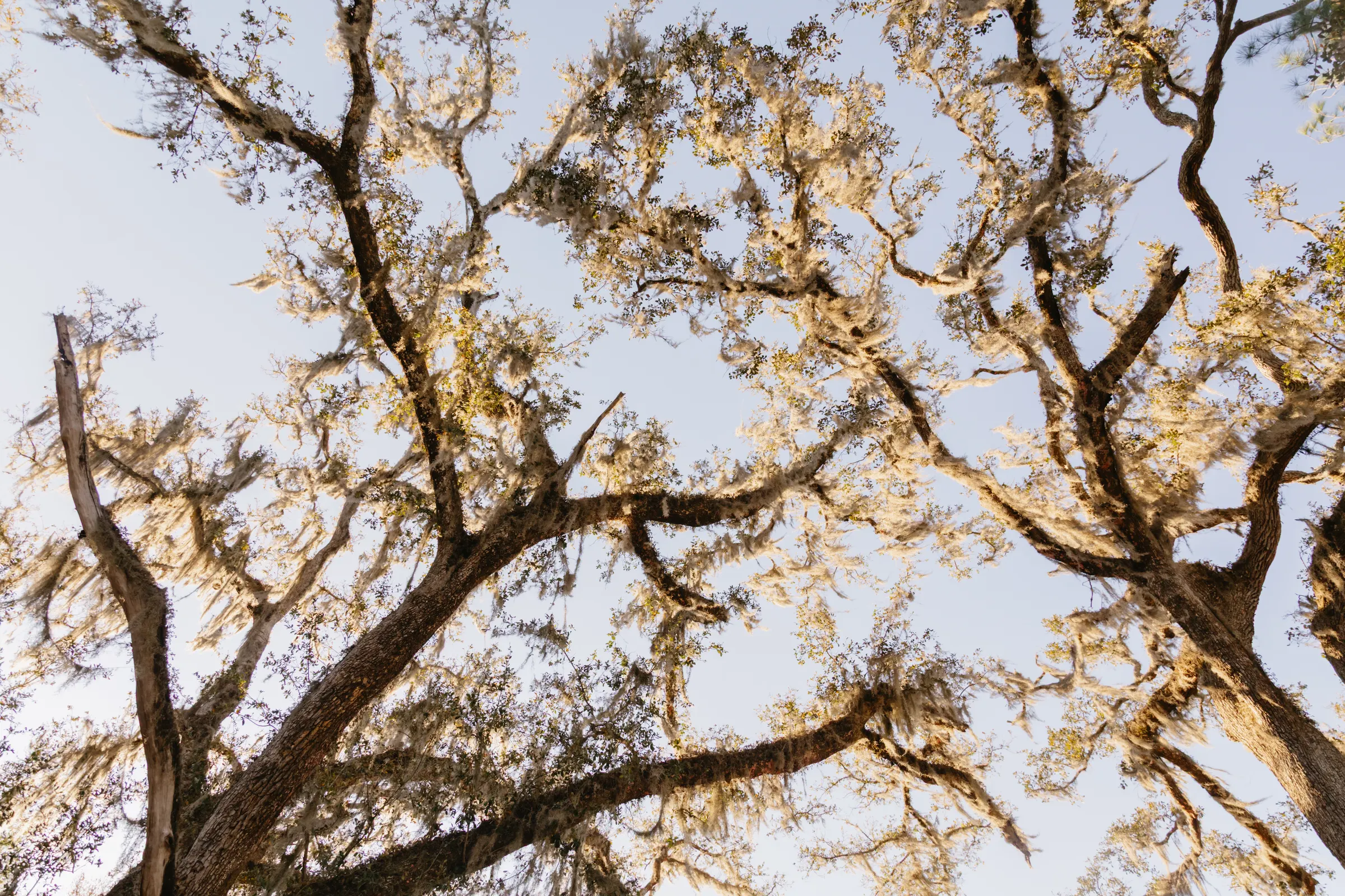Details — Miranda & Cody wedding, Dallas–Fort Worth